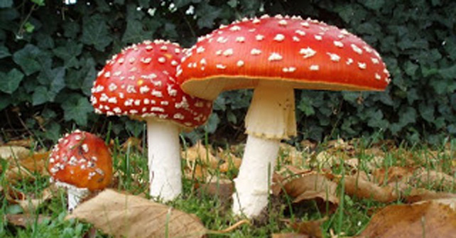 Zagori Guesthouse rooms Amanitis